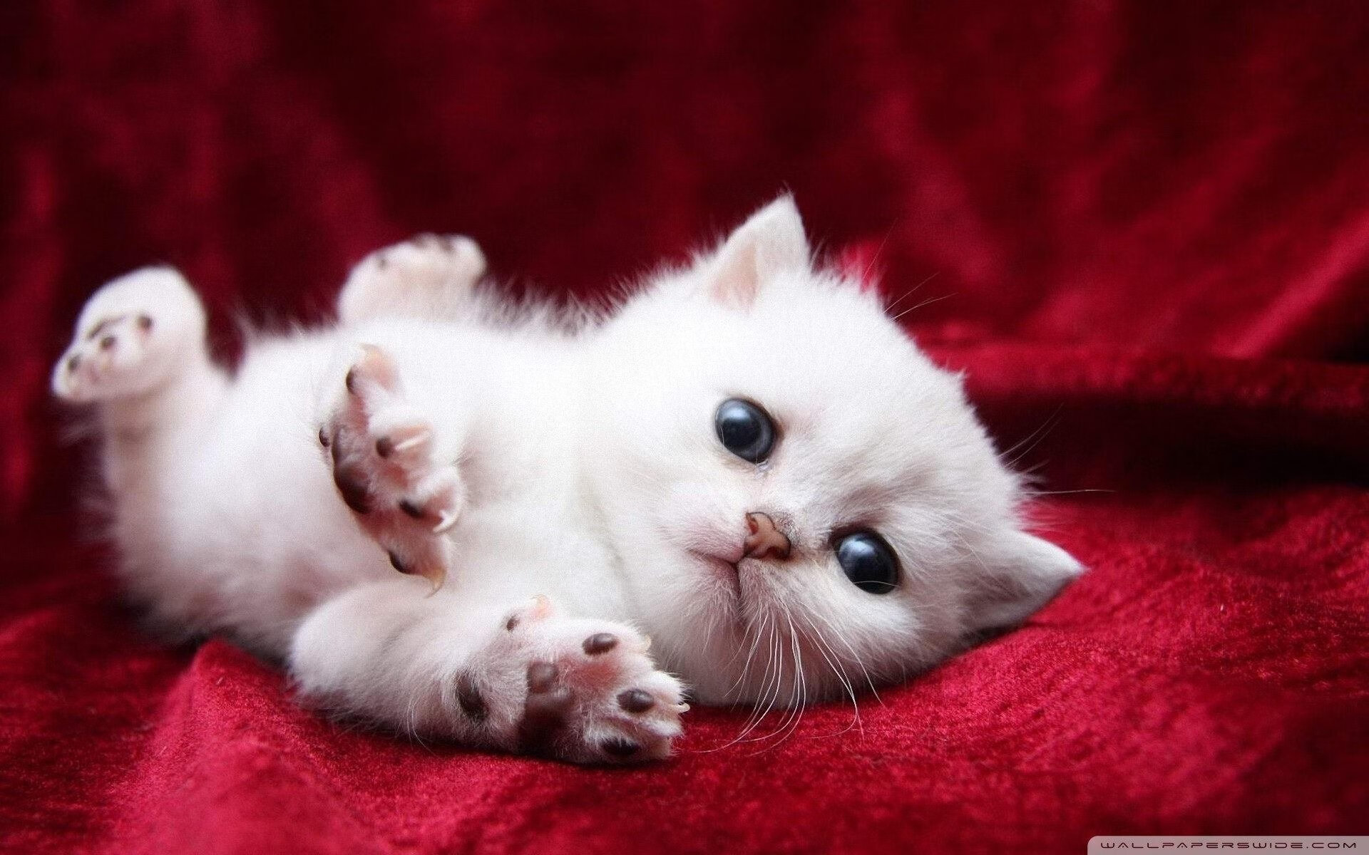 哥伦比亚女足在巴黎奥运会比赛中表现出色，赢得奖牌，哥伦比亚 男足