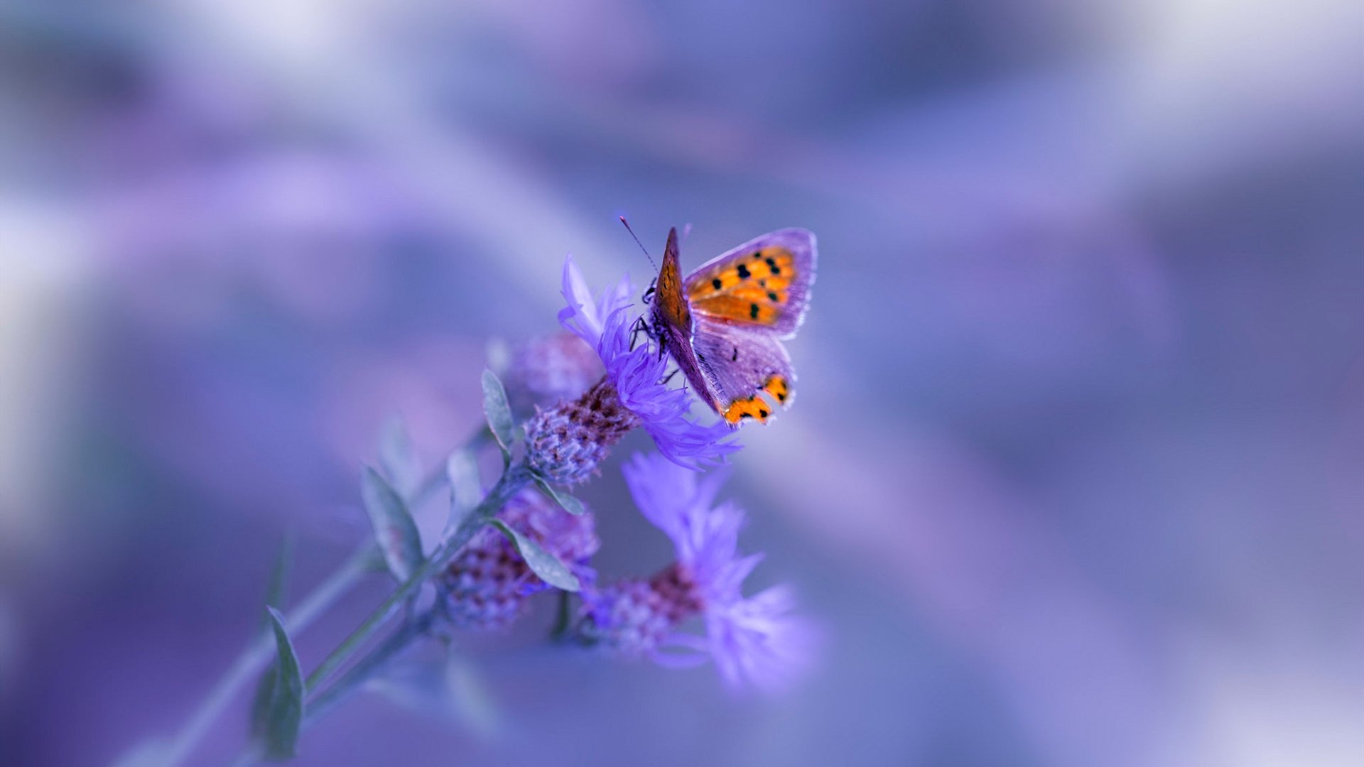 “逆转奇迹：最精彩的逆风翻盘”，逆转奇兵百科